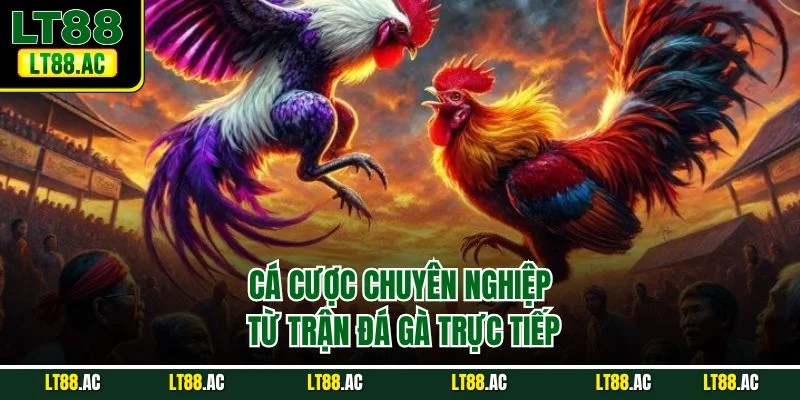 Cá cược chuyên nghiệp từ trận đá gà trực tiếp