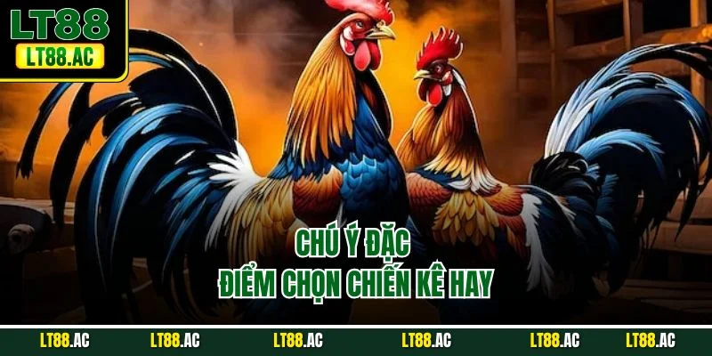 Chú ý đặc điểm chọn chiến kê hay
