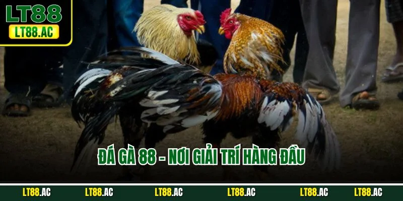 Đá gà 88 - Nơi giải trí hàng đầu