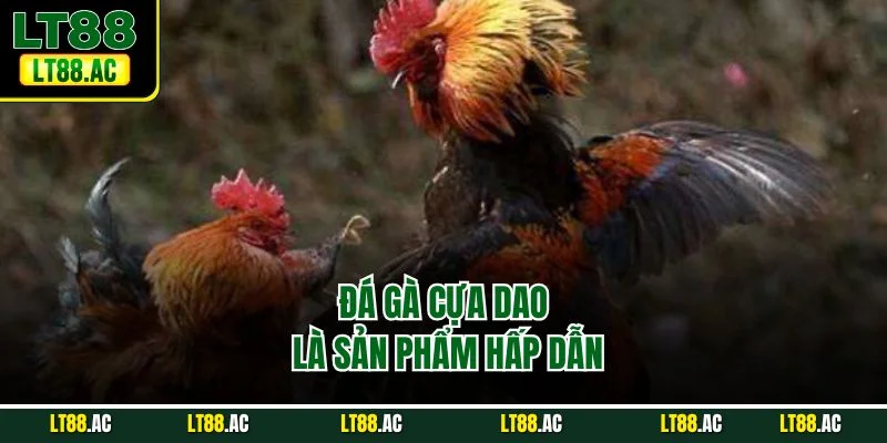 Đá gà cựa dao là sản phẩm hấp dẫn