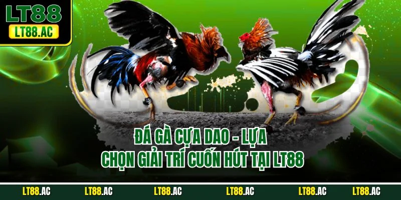 Đá gà cựa dao