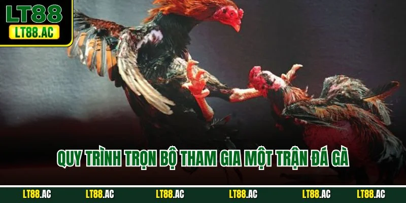 Quy trình trọn bộ tham gia một trận đá gà