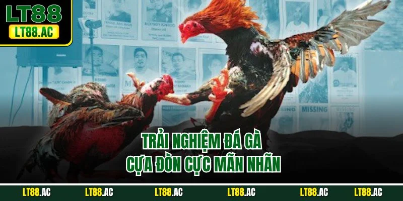 Trải nghiệm đá gà cựa đòn cực mãn nhãn